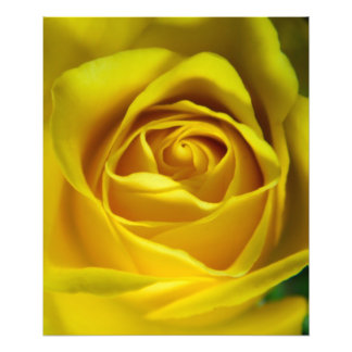 Großartiges Rosenmakro Fotodruck