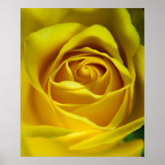 Großartiges Rosenmakro Poster