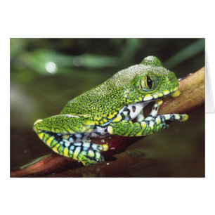 Großaugen-Waldlaubfrosch, Leptopelis vermiculatus,