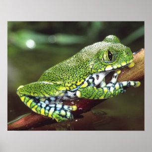Großaugen-Waldlaubfrosch, Leptopelis vermiculatus, Poster