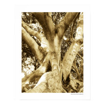 Großbaum-Fotografie Sepia Schwarzweiß