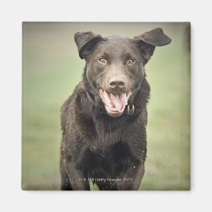 Großbritannien, England, Suffolk, Thetford Wald, Magnet