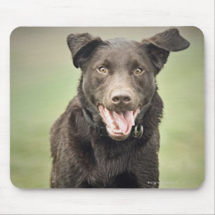 Großbritannien, England, Suffolk, Thetford Wald, Mousepad