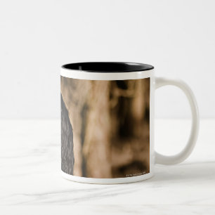 Großbritannien, England, Suffolk, Thetford Wald, Zweifarbige Tasse