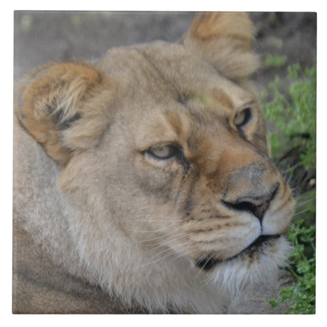 Große (6" x 6") Keramik Foto Tile Fliese (Vorderseite)