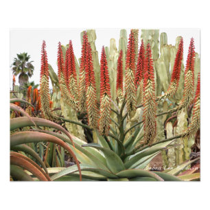 Große Aloe in der Blüte Fotodruck