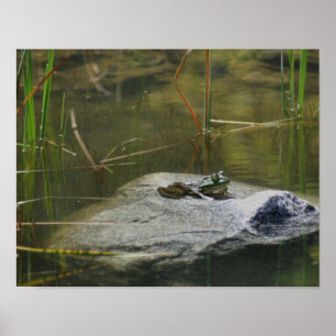 Große Alte Bullfrogteiche Natur Poster