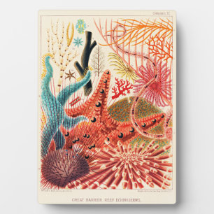 Große-Barriere-Riff-Echinodermen Fotoplatte