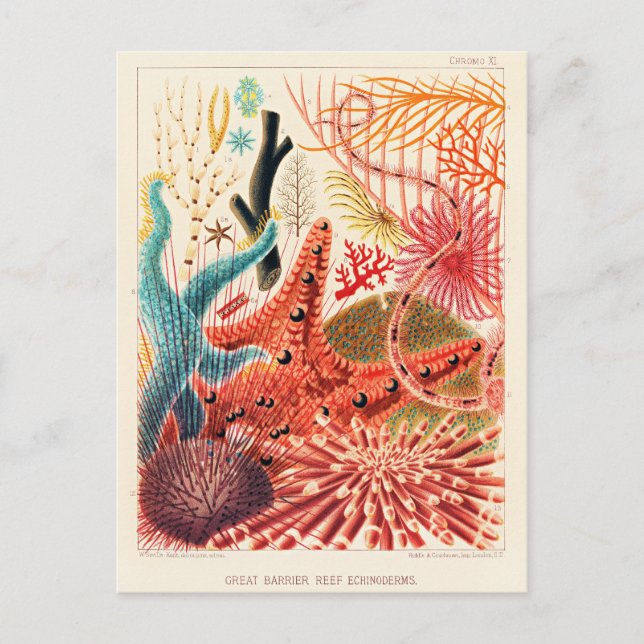 Große-Barriere-Riff-Echinodermen Postkarte (Vorderseite)