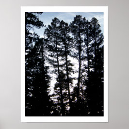 Große Bäume im Colorado Mountains Poster
