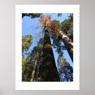 Große Bäume im Yosemite-Tal - Farbfotografie Poster