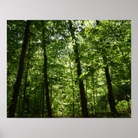 Große Bäume in der Natur