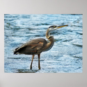 Große Blaue Heron im blauen Wasser Poster
