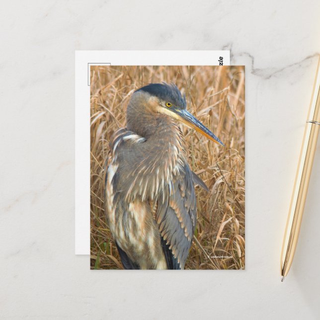 Große Blaue Heron im Feld der goldenen Schildkröte Postkarte (Vorderseite/Rückseite Beispiel)