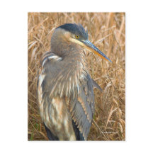 Große Blaue Heron im Feld der goldenen Schildkröte