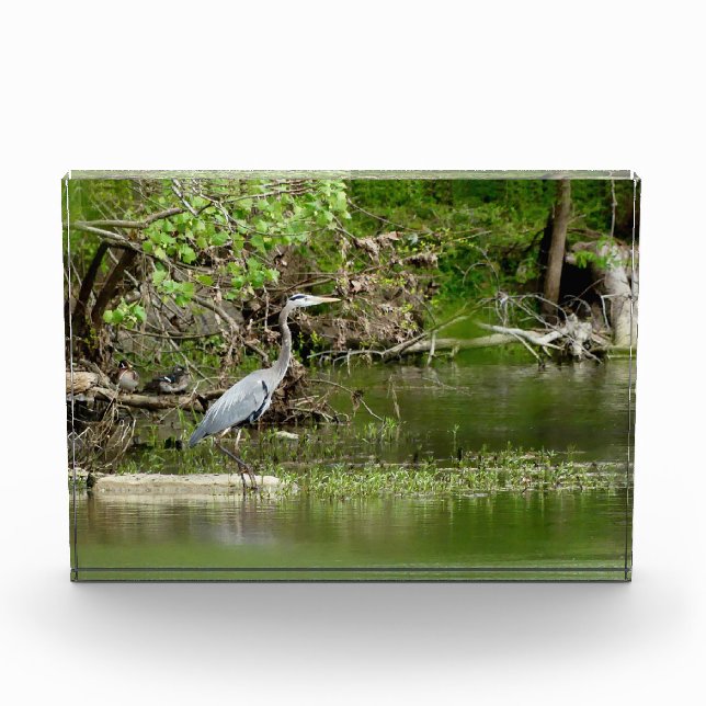 Große Blaue Heron Tennessee Flussufer Natur Fotoblock (Vorderseite)