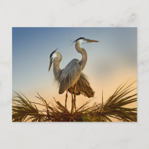 Große Blauhelden bei Sonnenaufgang Postkarte