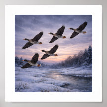 Große Blessgänse im Winter –