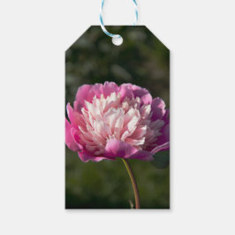 Große Blume aus rosafarbenem Pinien am Frühlingsta Geschenkanhänger