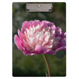 Große Blume aus rosafarbenem Pinien am Frühlingsta Klemmbrett