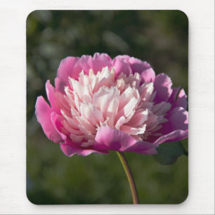 Große Blume aus rosafarbenem Pinien am Frühlingsta Mousepad