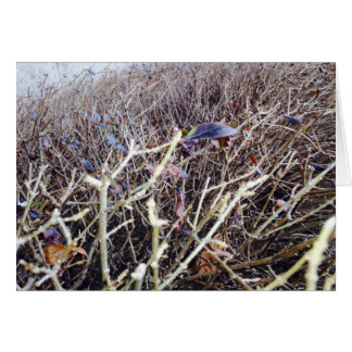 Große Blume, meine Ansicht