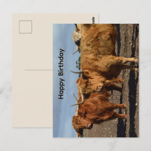 Große braune Highland-Kühe, Geburtstagskarte Postkarte