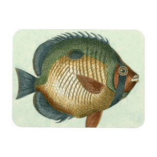 Große bunte Fische Magnet