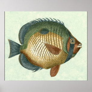 Große bunte Fische Poster