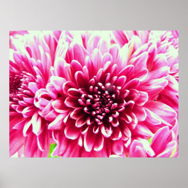 große chrysanthemum rosa Blume Leinwand Poster (Vorne)