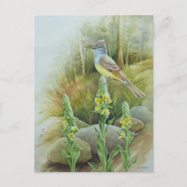 Grosse Cresta: Flycatcher Bird Postkarte (Vorderseite)