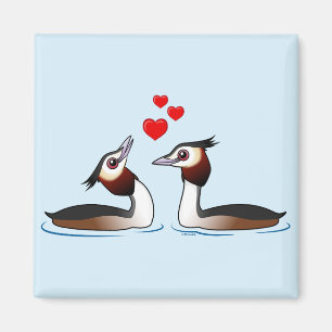 Große Crested Grebes in der Liebe Magnet