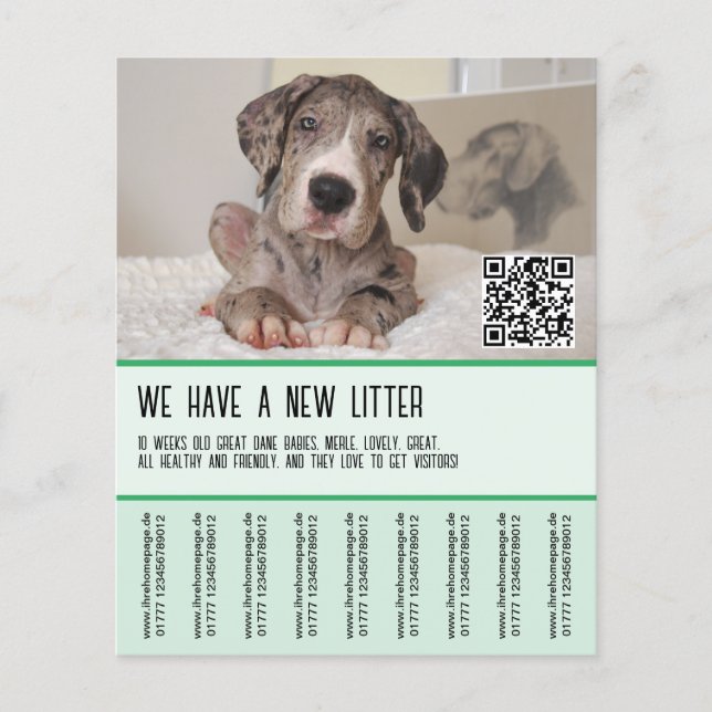 Große Dane Welpen zum Verkauf Flyer (Vorne)