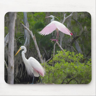 Große Egret Dominanz über Roseate Spoonbill. Mousepad