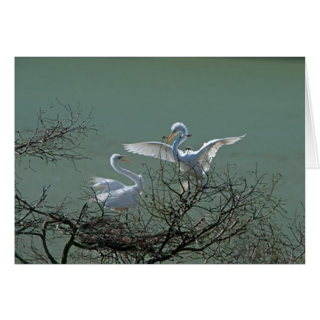 Große Egrets (Vorderseite (Horizontal))