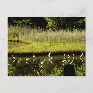 Große Egrets im Sumpf Postkarte