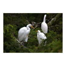 Große Egrets mit Baby