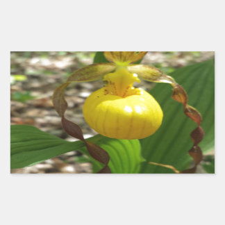 Große Gelbe Dame Slipper Cypripedium Rechteckiger Aufkleber