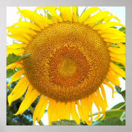 Große gelbe Sonnenblume Poster