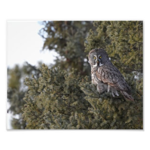 Große graue Eule, die in einem Kiefernbaum sitzt Fotodruck