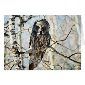 Große graue Eule im Baum