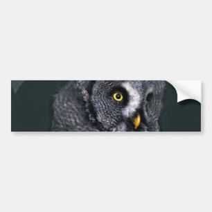 Große Graueule Halloween-Wildlife-Kunst Autoaufkleber