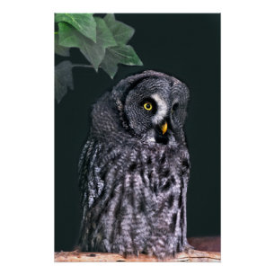 Große Graueule Halloween-Wildlife-Kunst Poster