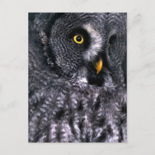 Große Grauschale Postkarte