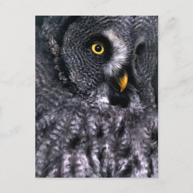 Große Grauschale Postkarte (Vorderseite)