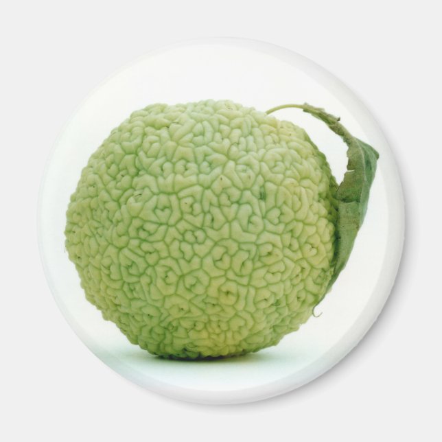 Große grüne Hedgeapple Magnet (Vorne)