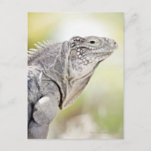 Große grüne Iguana, die in der Sonne liegt Postkarte