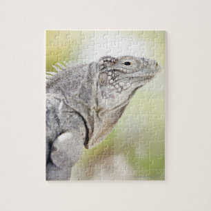 Große grüne Iguana, die in der Sonne liegt Puzzle