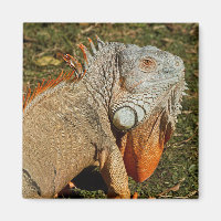 Große grüne Iguana-Eidechse im Gras