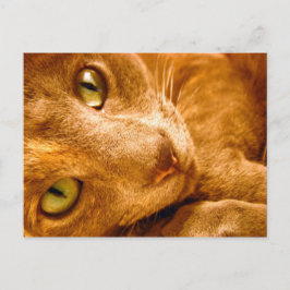 Große Grüntöne Postkarte